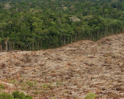 DEFORESTACION1_0