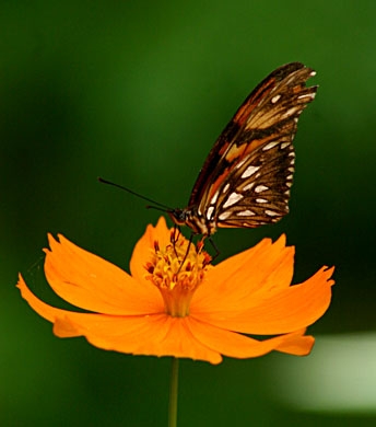 mariposa-y-flor-naranja